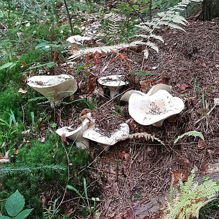 Stas -przy Szkole Nr 3 W Skawie Фермерский дом